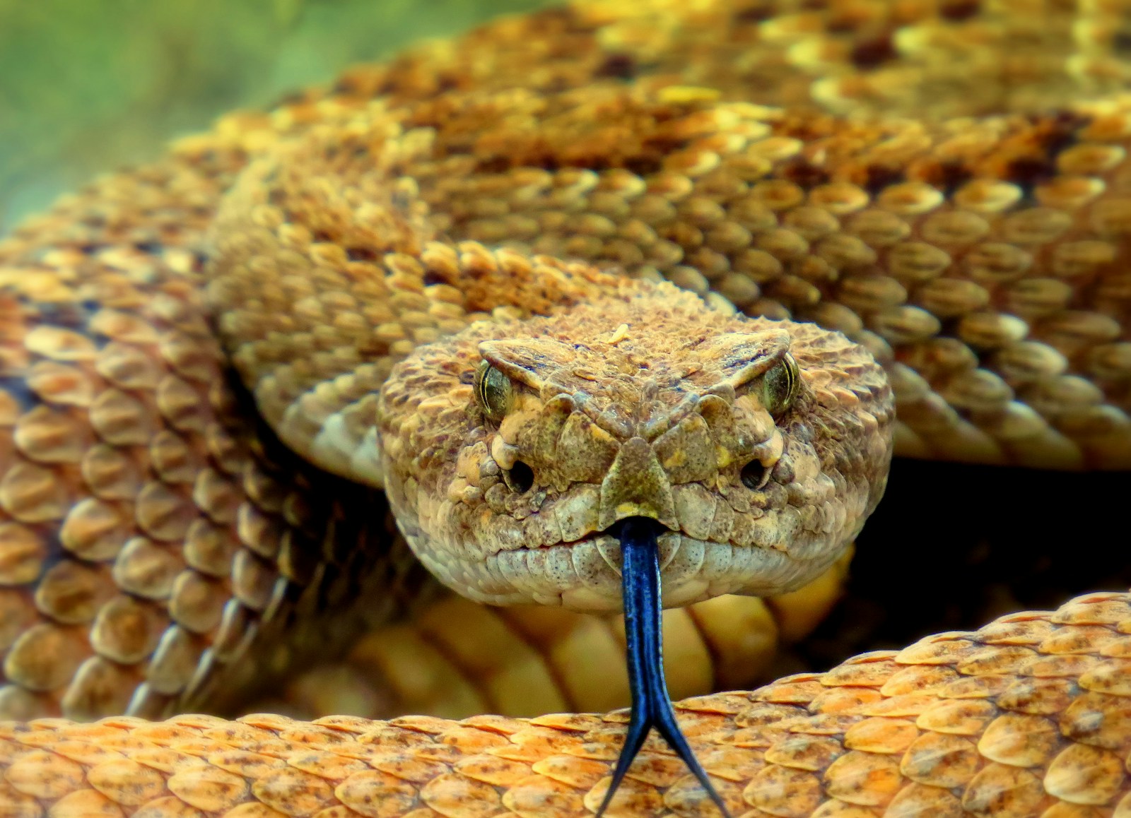 Mojave Rattlesnake