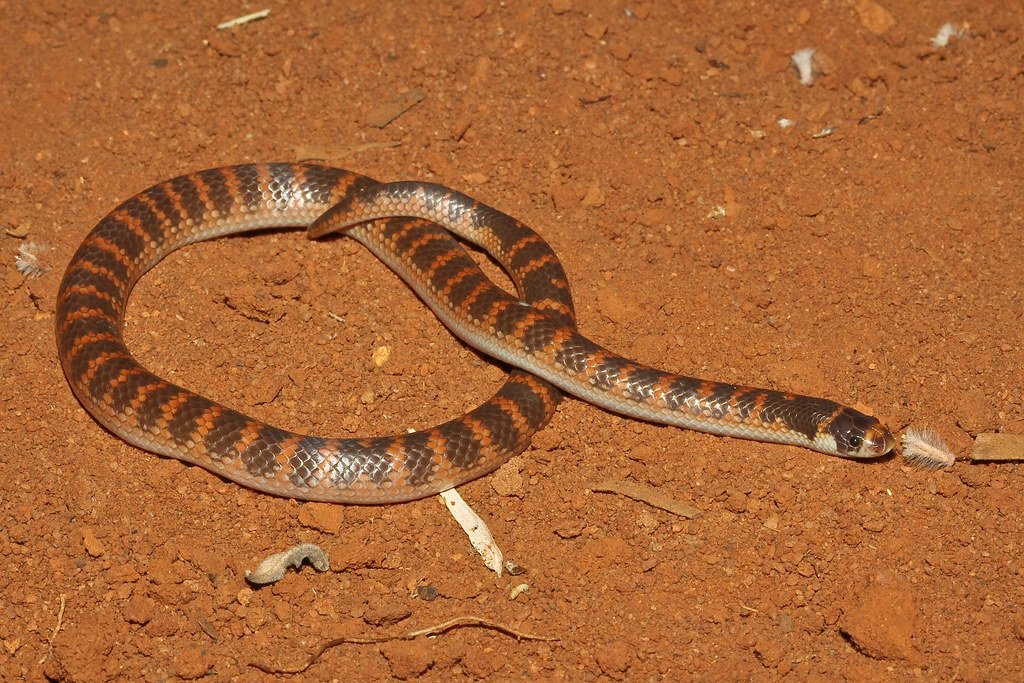 The Shovel-nosed Snake: Desert Coral Mimic
