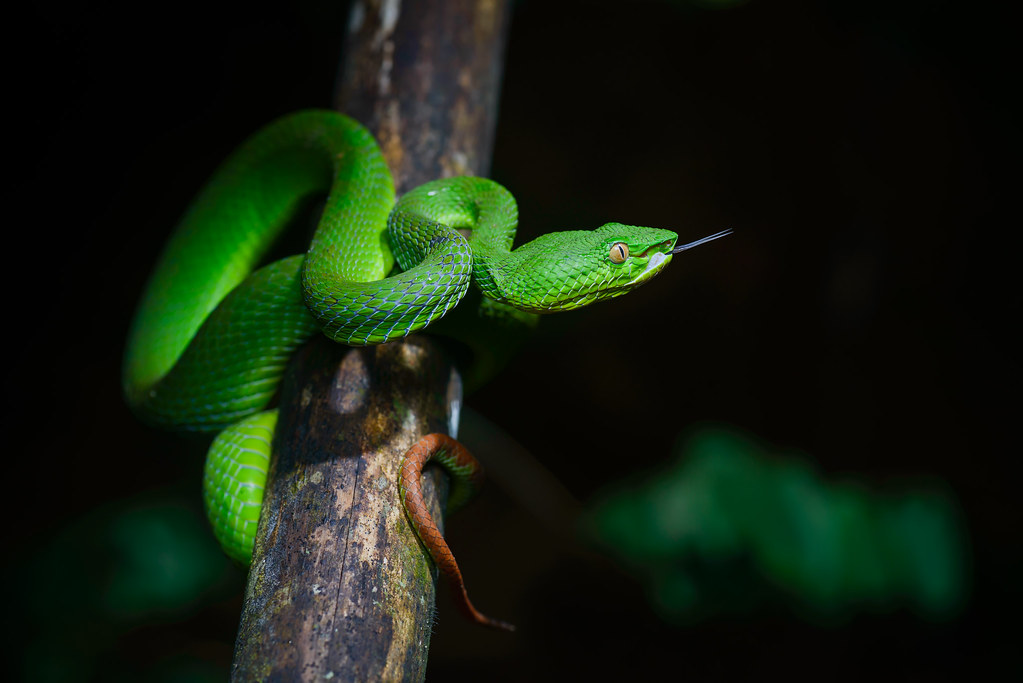 Defensive Adaptations: Venom Beyond Predation