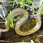 water snake by a body of water