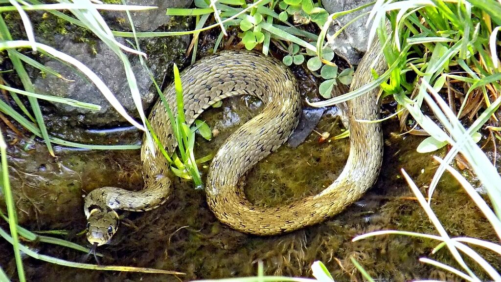 water snake by a body of water