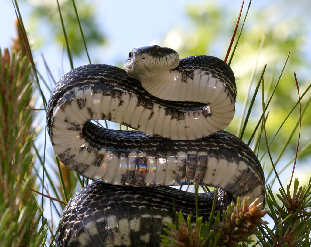 Black Rat Snake