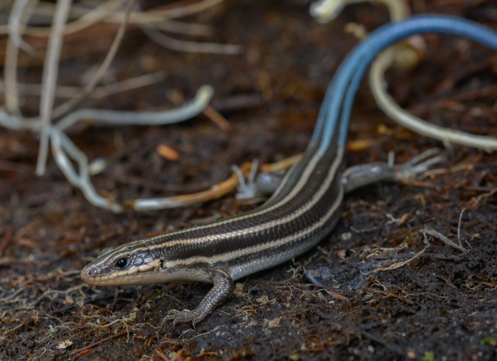 Five-Lined Skink: Freeze-Avoiding Forest Dweller