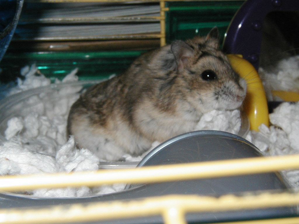 Strategic Cage Design for Easy Maintenance