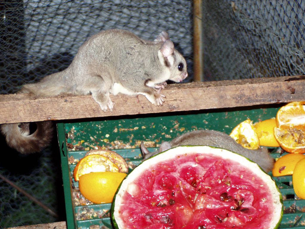 Sugar Glider diet