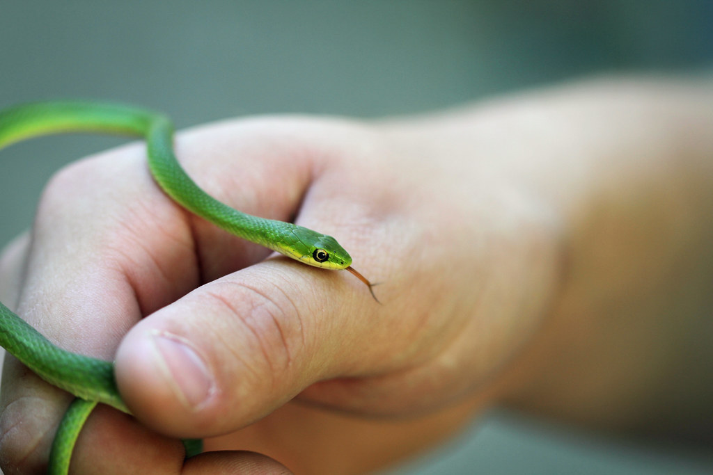 Rough Green Snake