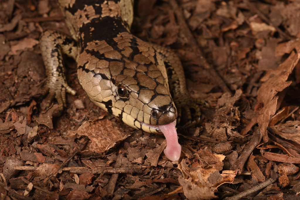 Pink-Tongued Skinks