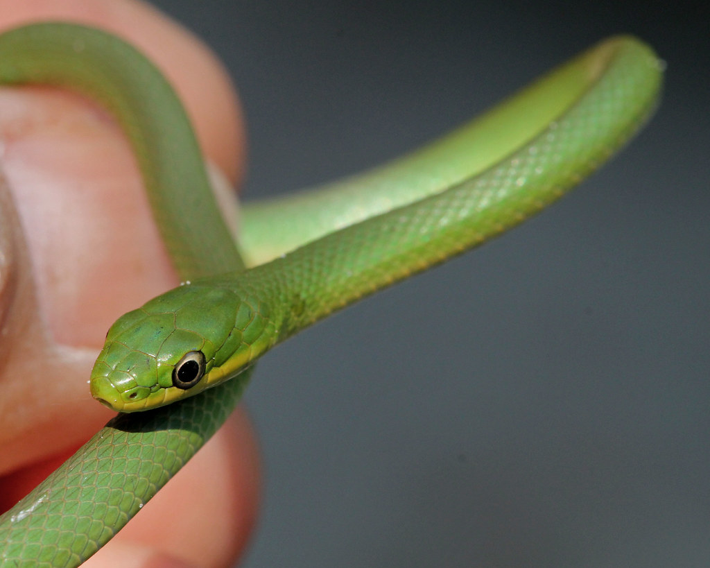 Rough Green Snake (Opheodrys aestivus)