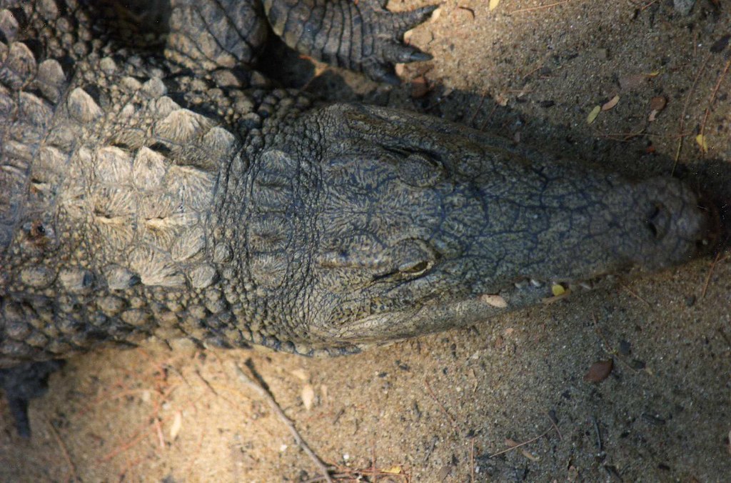Nile Crocodile