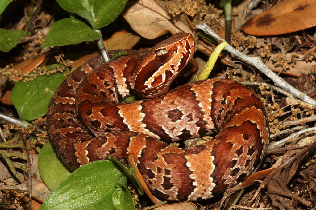Baby Cottonmouth