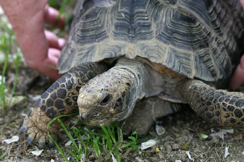 California Desert Tortoise