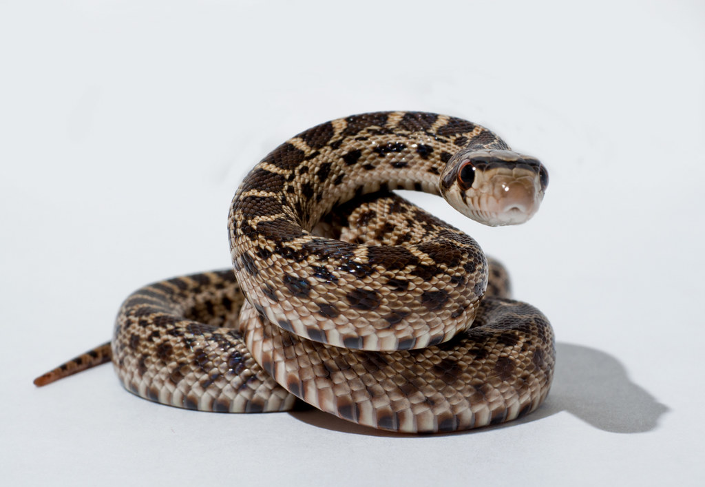 gopher snake coiled up