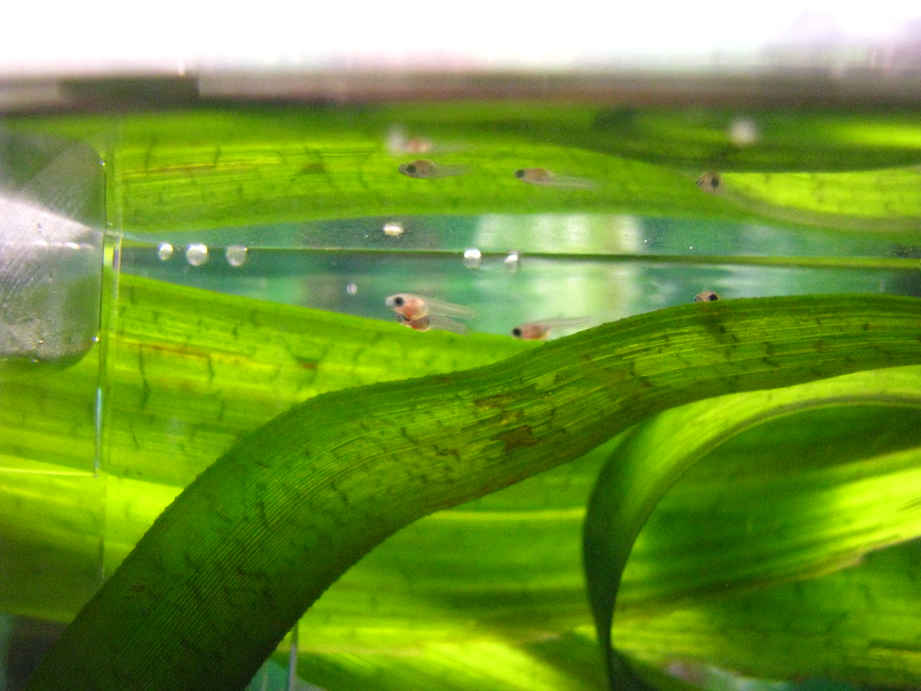 Baby Guppies