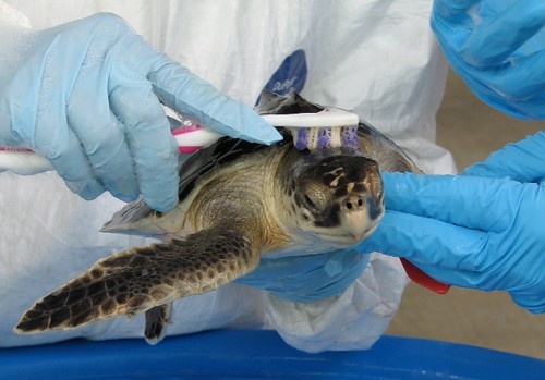 Signs Your Turtle's Shell Needs Cleaning