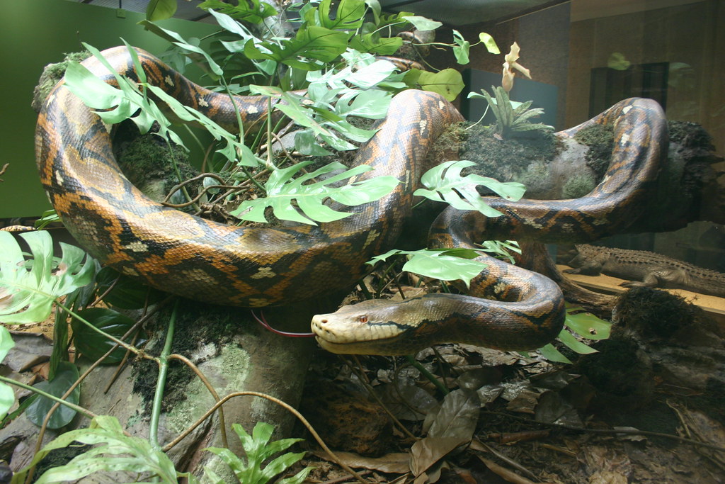 Record-Breaking Snake Specimens