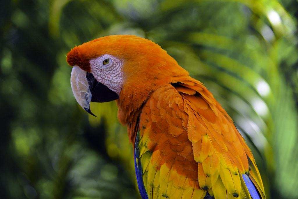 Stunning Macaw