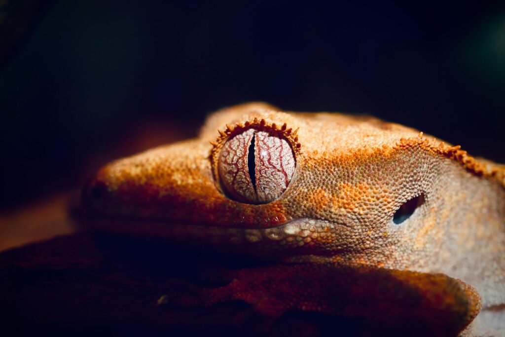 a close up of a gecko on a table