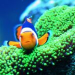 clownfish