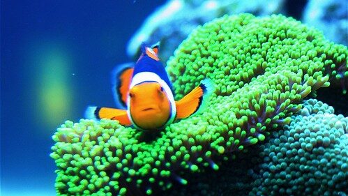 clownfish