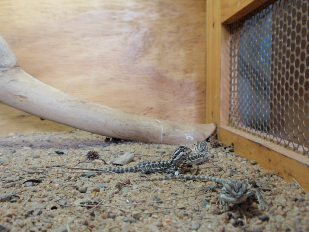 Captive Care Considerations: Environmental Setup