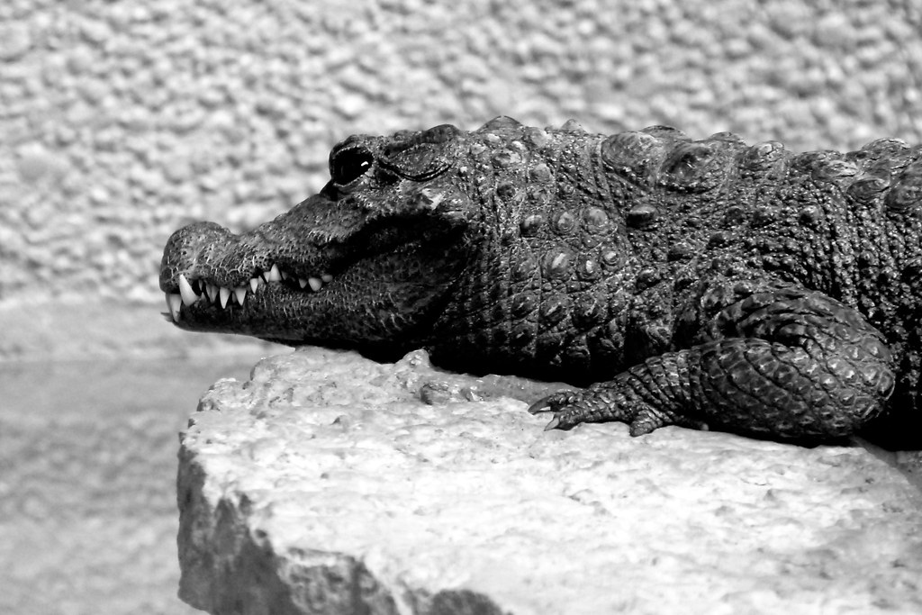 12. Factors Influencing Crocodile Diversity and Conservation Challenges