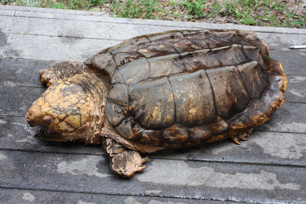 Altered Hydrology and Its Effects on Aquatic Reptiles