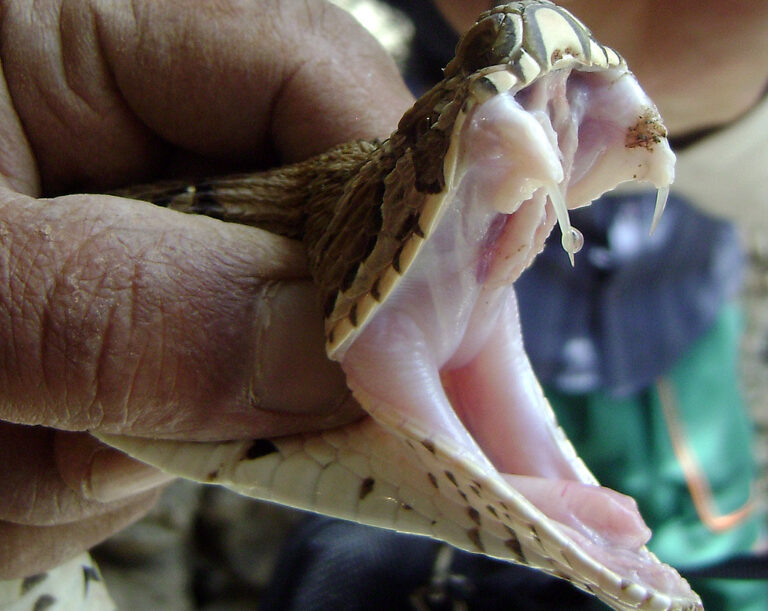 Snake Fangs Injection Snake Fangs Explained: Front, Rear, and Fixed