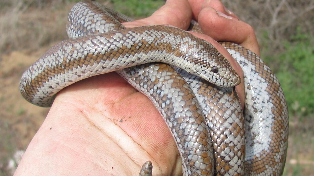 Coastal Rosy Boa (Lichanura trivirgata roseofusca)