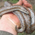 Rosy Boa (Lichanura trivirgata)