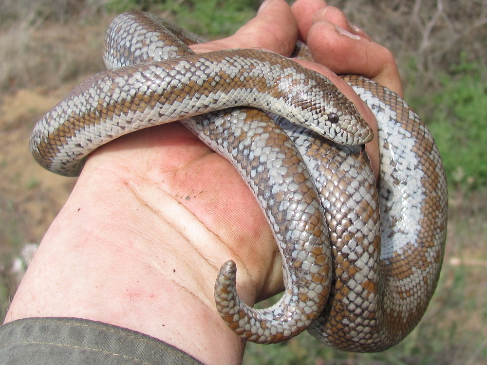 Coastal Rosy Boa