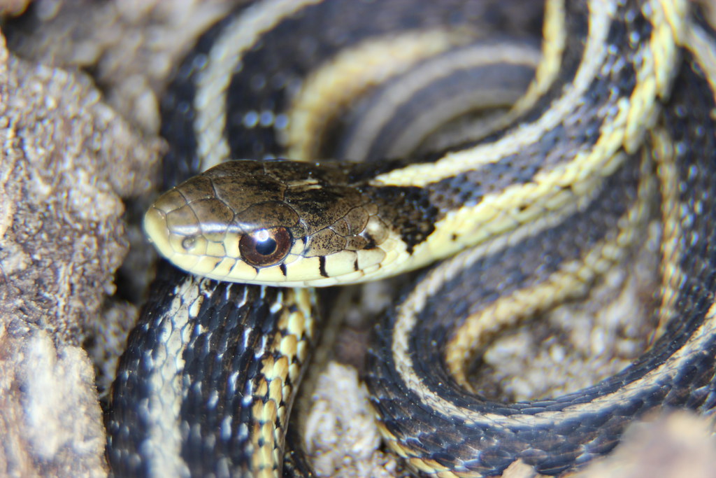 Common Species in Captivity