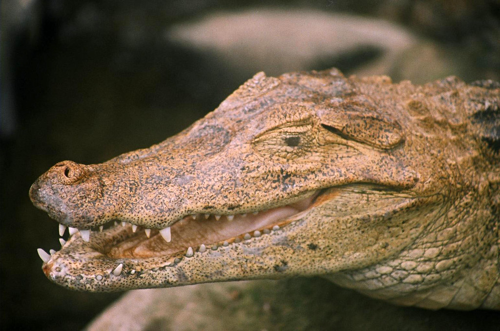 cuban crocodile