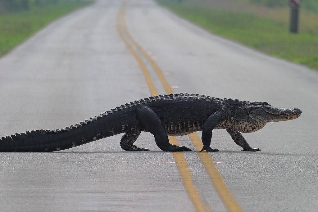 American Alligator