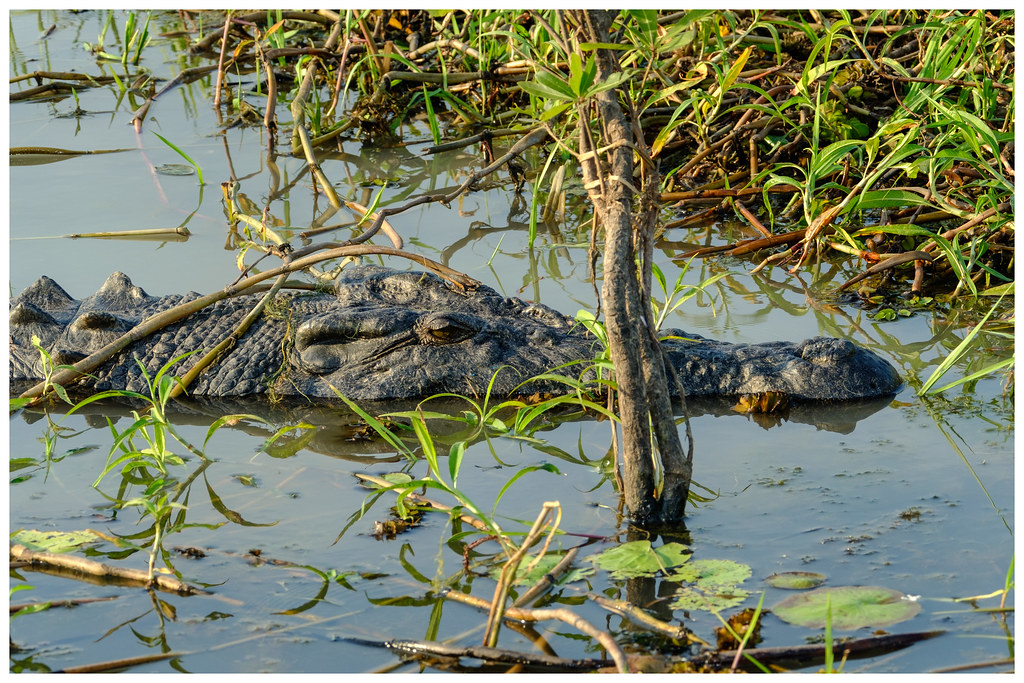 Male saltwater crocodile - 4.5 metres - South Alligator River, Kakadu National Park