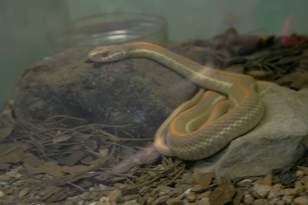 Captive Morphs and Variations