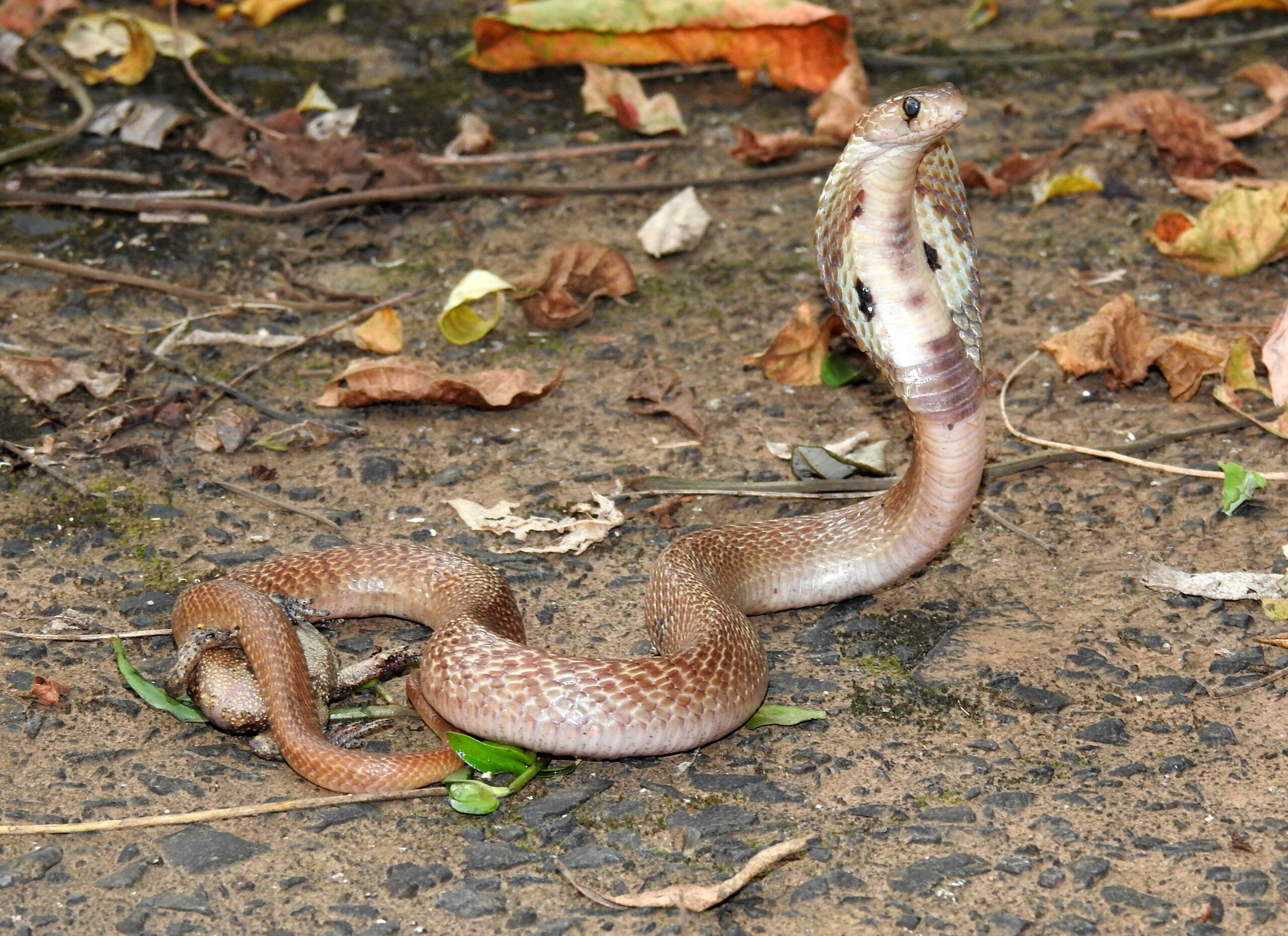 India: Deadliest Snake Country by Fatalities