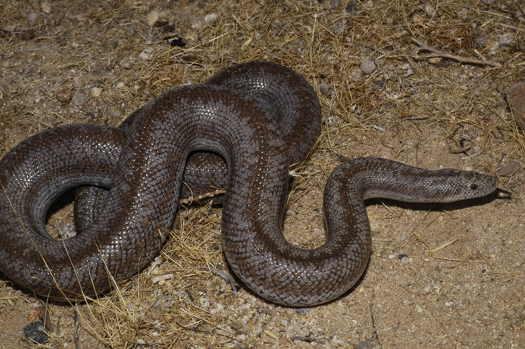 Rosy Boa (Lichanura trivirgata)