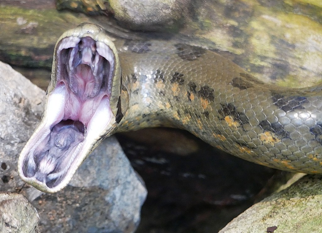 Grüne Anakonda / Green Anaconda (Eunectes murinus)