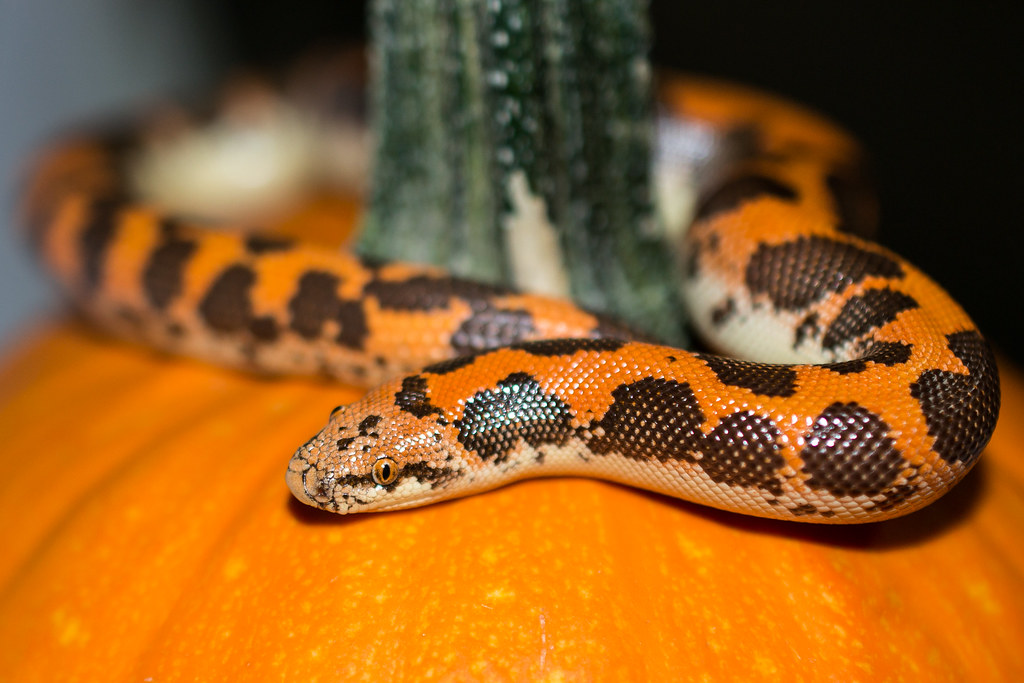 Kenyan Sand Boa (Gongylophis colubrinus)