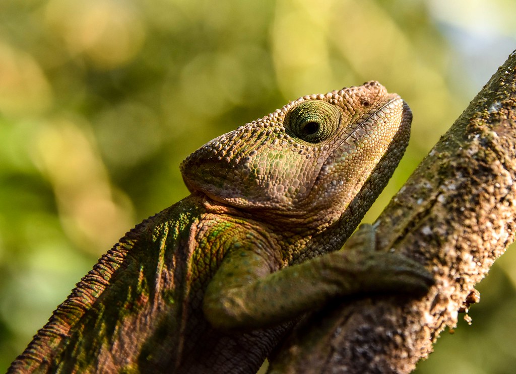 Conservation Implications and Population Impacts
