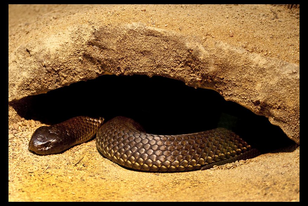 Deadly Snake at Rest