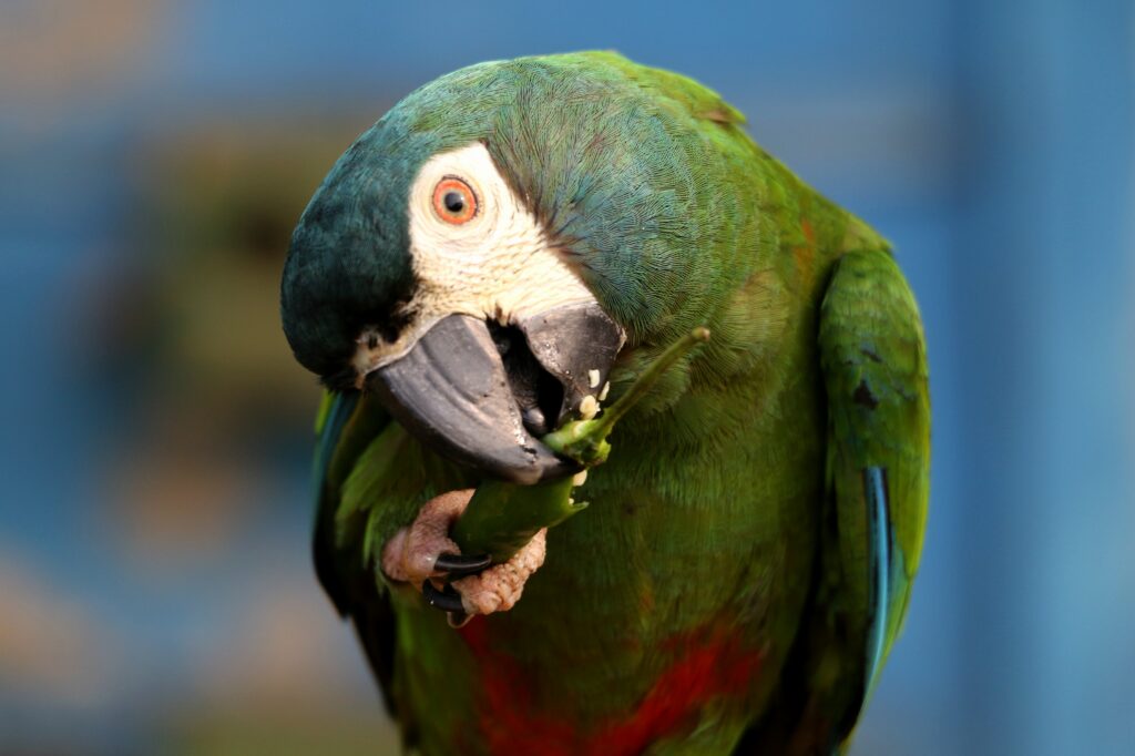 A parrot eating chilli