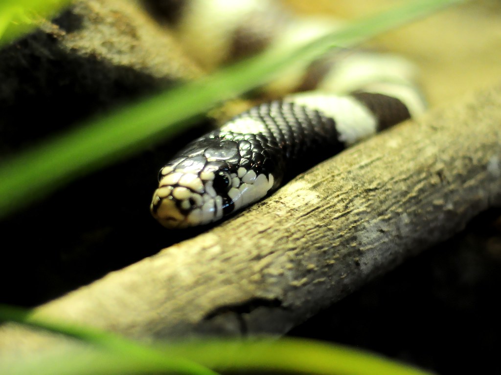 Comparison to Other Kingsnake Species