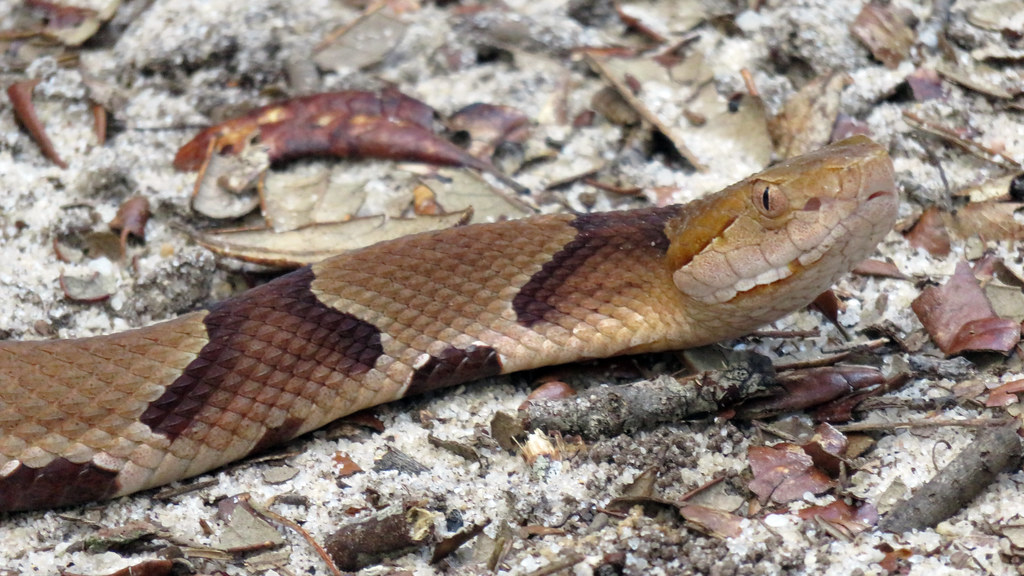 Copperhead Snake 5879