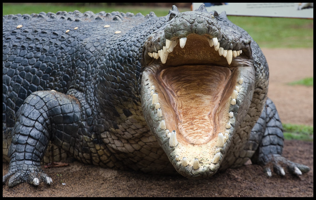 Crocodile flaring its teeth