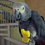 African grey eating fruit