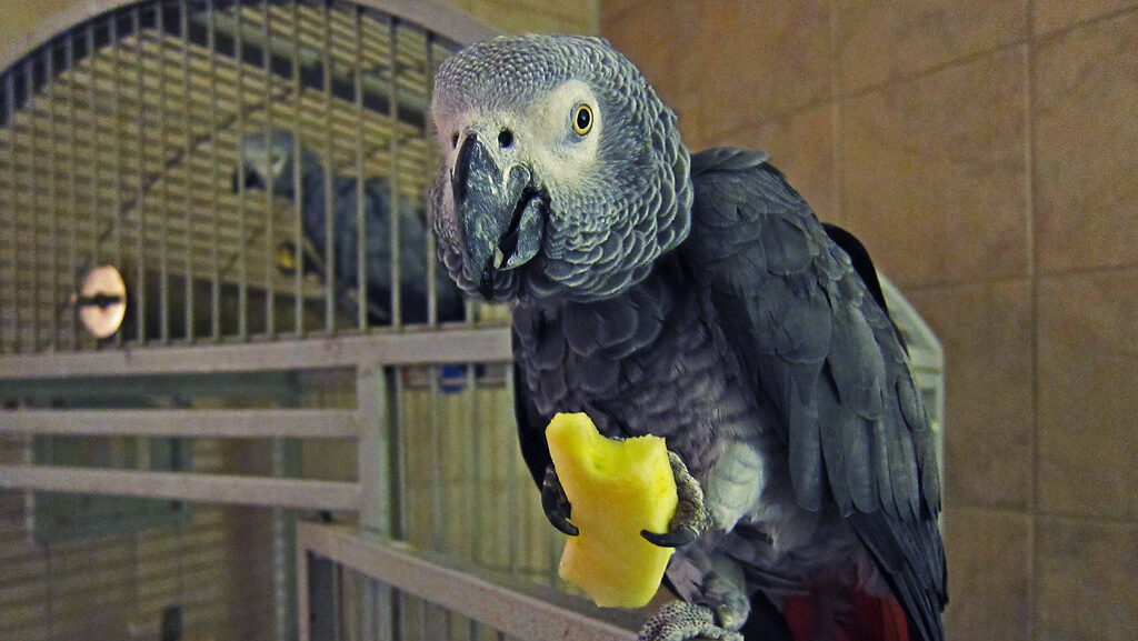 African grey eating fruit