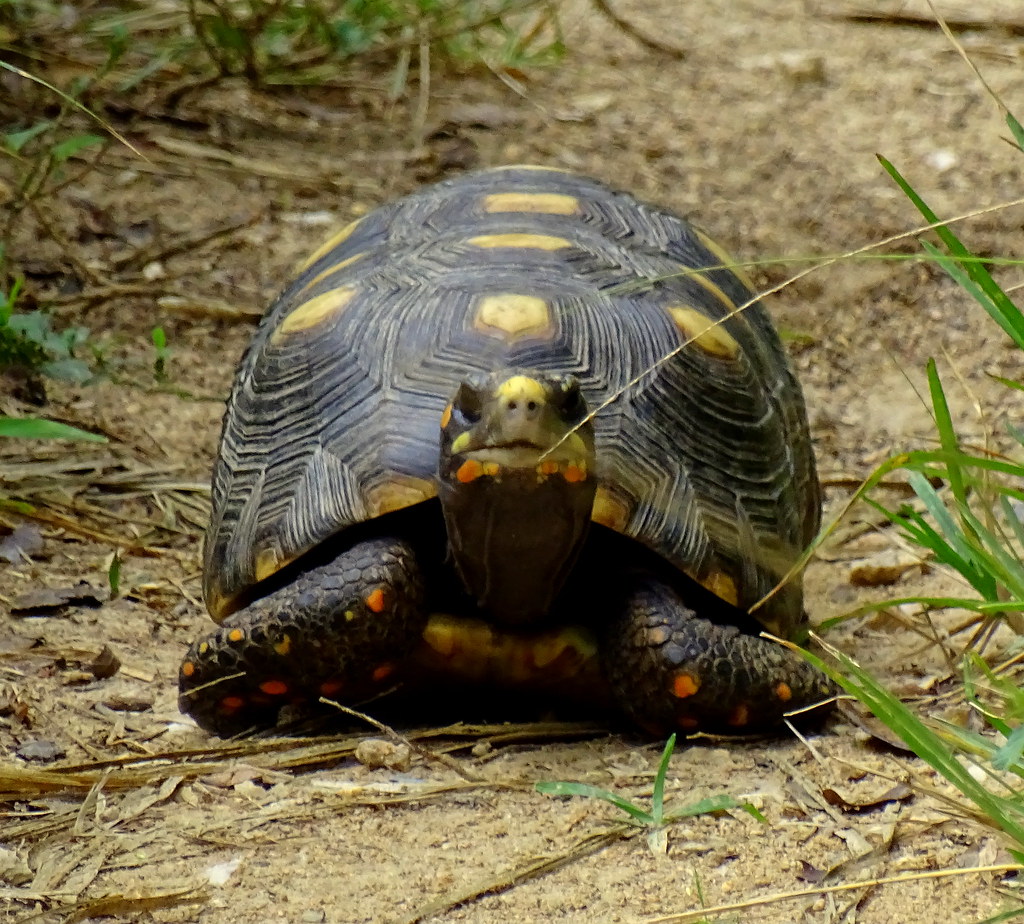 Morrocoy Sabanero [Yellow-footed Tortoise] (Geochelone carbonaria)
