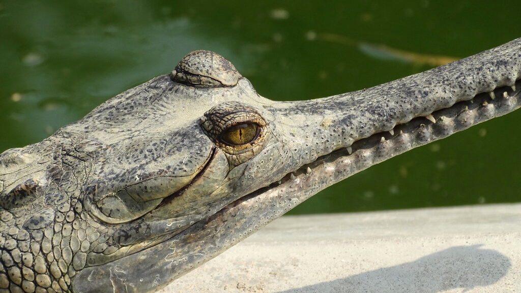 Gharial Crocodile - Conservation Breeding Center - Kasara - Chitwan National Park - Nepal - 01