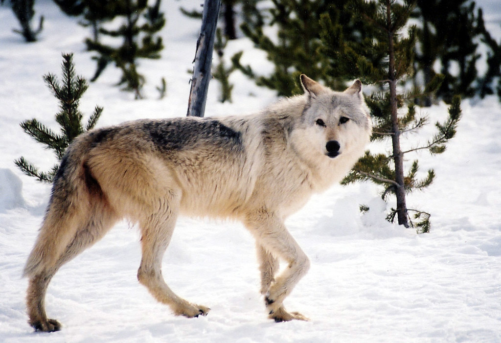 The Resurgence of the Gray Wolf in the United States